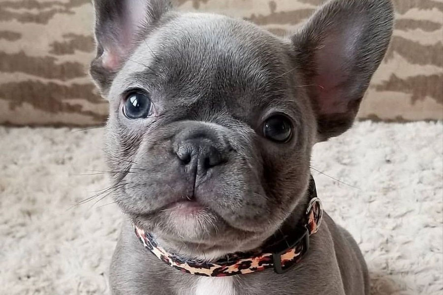 French Bulldog puppy